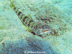 Lizard Fish on the Inside Reef at Lauderdale by the Sea by Michael Kovach 